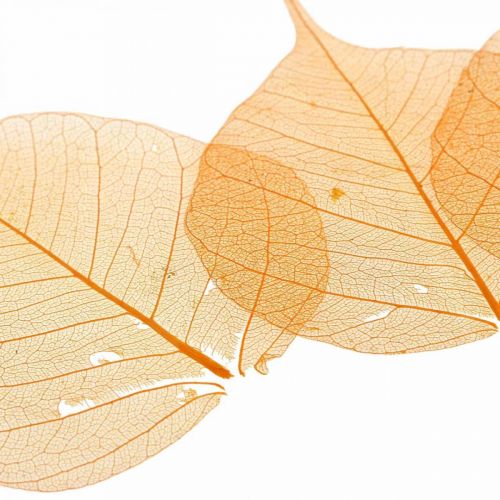 Product Willow leaves skeleton orange dry deco 200p