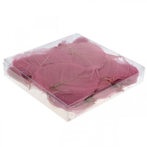 Floristik24 Skeleton leaves Willow leaves skeletonized old pink 10-15cm 200 pcs