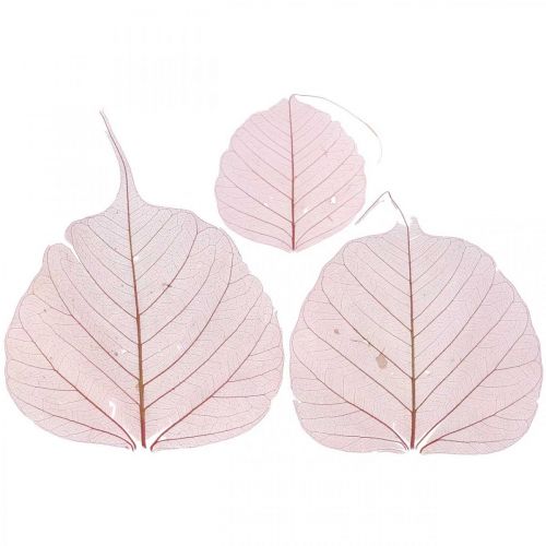 Floristik24 Skeleton leaves Willow leaves skeletonized old pink 10-15cm 200 pcs