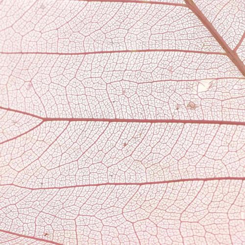 Floristik24 Skeleton leaves Willow leaves skeletonized old pink 10-15cm 200 pcs
