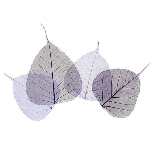 Floristik24 Willow leaves skeletonized purple sort. 200pcs