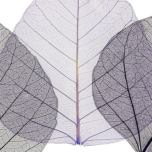 Product Willow leaves skeletonized purple sort. 200pcs