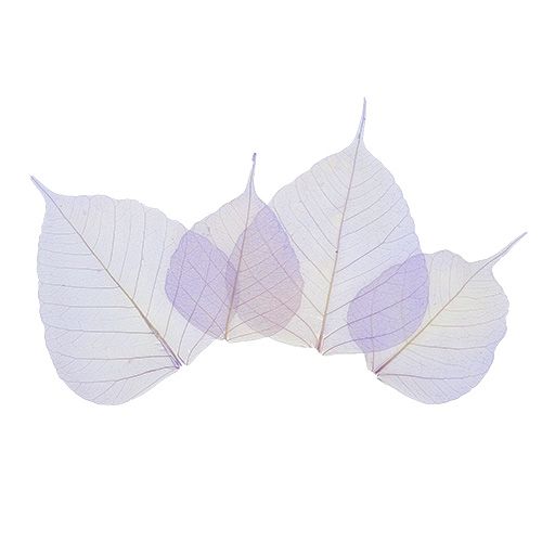 Floristik24 Willow leaves skeletonized light purple 200 pcs.