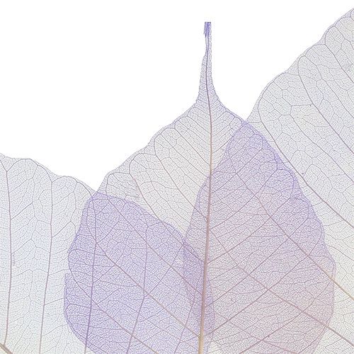 Floristik24 Willow leaves skeletonized light purple 200 pcs.