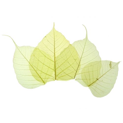 Willow leaves skeletonized yellow mix 200 pcs