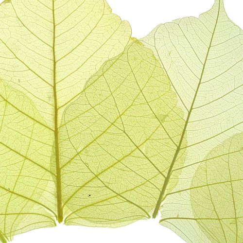 Product Willow leaves skeleton yellow mix 200p