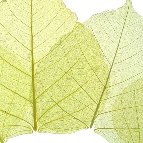 Floristik24 Willow leaves skeletonized yellow mix 200 pcs