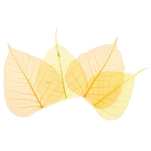 Willow leaves skeletonized yellow, orange 200 pcs