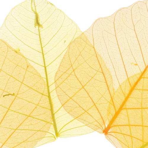 Floristik24 Willow leaves skeletonized yellow, orange 200 pcs