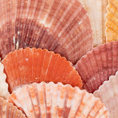 Product Nautical tealight holder, lantern, real seashells, decoration for bathroom, holiday atmosphere, 12cm