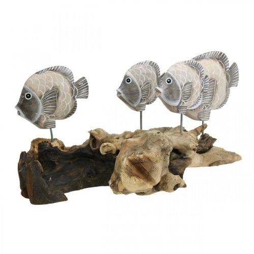 Floristik24 Decorative fish on root wood Maritime decorative figures brown 38cm