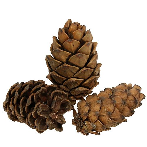 Floristik24 Cones natural 9cm - 10cm 6pcs