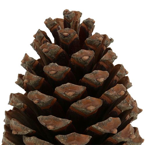 Product Cones Pinus Maritima 10cm - 15cm Natural 3 pcs