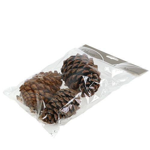 Product Cones Pinus Maritima 10cm - 15cm Natural 3 pcs