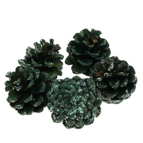 Floristik24 Pine cones green iced 200g