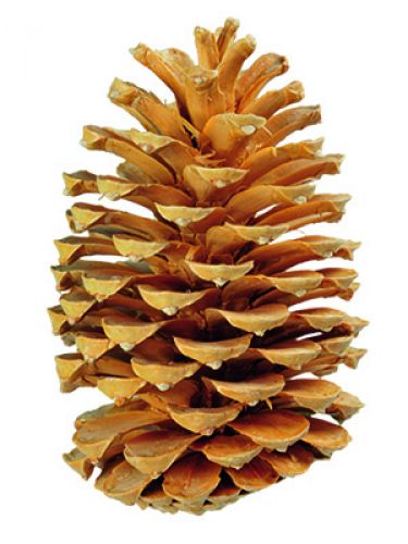 Floristik24 Maritima cones cream / vanilla mixed 25pcs OLD ARTICLE