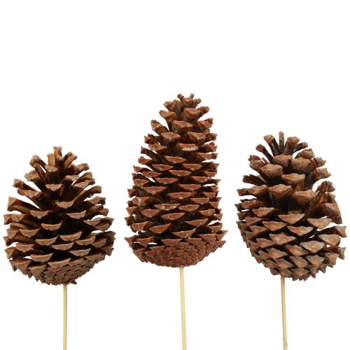 Cones Maritima Maritime Pine Natural 5-10cm on stick 50pcs
