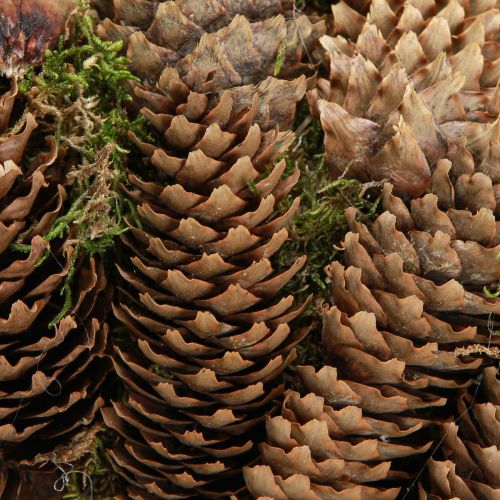 Product Cone wreath with moss Large wreath made of spruce cones Ø45cm