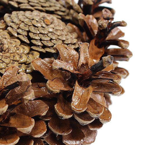 Floristik24 Cone wreath painted Ø25cm