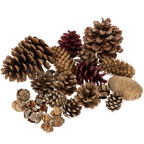 ProductName  
Natural Pine Cone Mix for Crafts and Festive Decoration 2-10cm 400g  

ProductDescription  
<div>  
<h2>Natural Pine Cone Mix for Crafts and Seasonal Styling</h2>  

<p>Bring a touch of natural woodland charm to your home this festive season buy online | Floristik24.co.uk