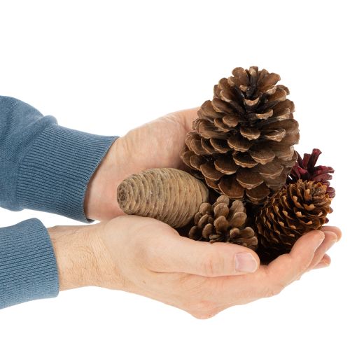 ProductName  
Natural Pine Cone Mix for Crafts and Festive Decoration 2-10cm 400g  

ProductDescription  
<div>  
<h2>Natural Pine Cone Mix for Crafts and Seasonal Styling</h2>  

<p>Bring a touch of natural woodland charm to your home this festive season | Floristik24.co.uk