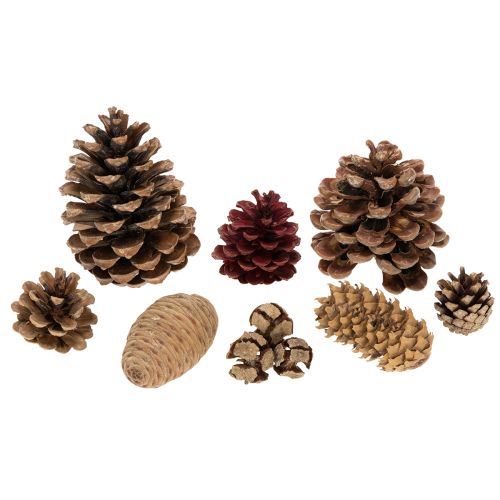 ProductName  
Natural Pine Cone Mix for Crafts and Festive Decoration 2-10cm 400g  

ProductDescription  
<div>  
<h2>Natural Pine Cone Mix for Crafts and Seasonal Styling</h2>  

<p>Bring a touch of natural woodland charm to your home this festive season | Floristik24.co.uk