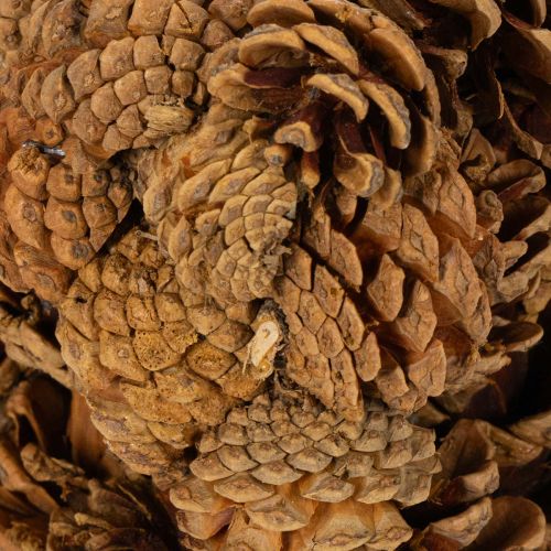 Natural Pinecone Star-Shaped