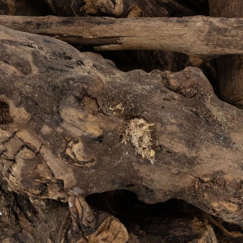 Product Enchanting decorative wooden roots for your home