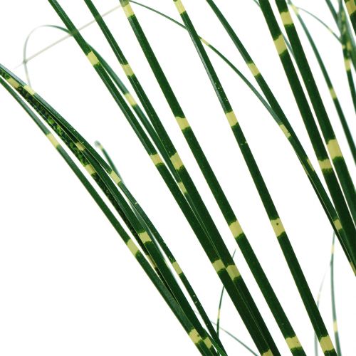 Floristik24 Zebra grass in a pot Green 60cm