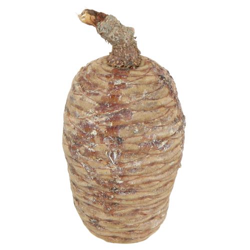 Floristik24 Cedar cones cones decoration cedar natural 9-10.5cm 3 pcs