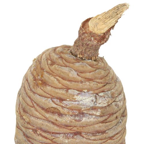 Product Cedar cones cones decoration cedar natural 9-10.5cm 3 pcs