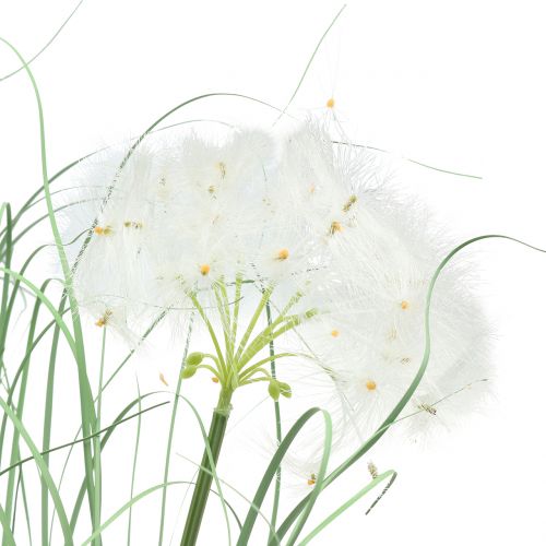 Floristik24 Ornamental grass with white seeds green H73cm
