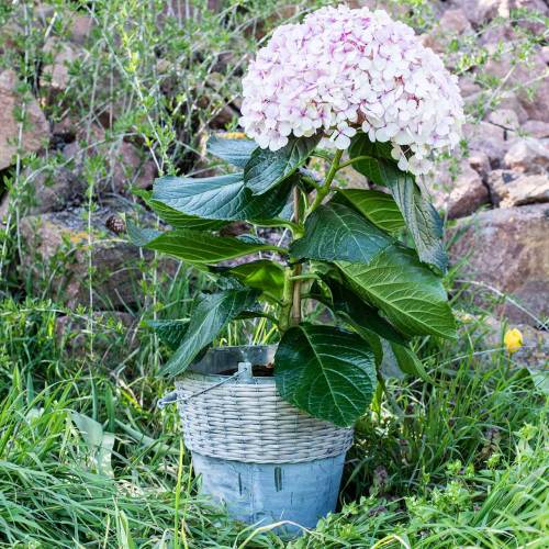 Floristik24 Zinc bucket with wicker Ø32cm H27,5cm