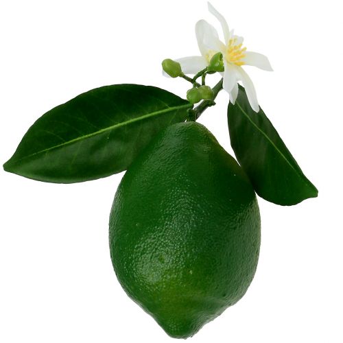 Floristik24 Lemons with blossom 9,5cm green 4pcs