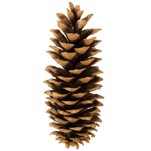Product Sugar pine cones natural 20-25cm