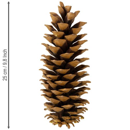 Product Sugar pine cones natural 20-25cm