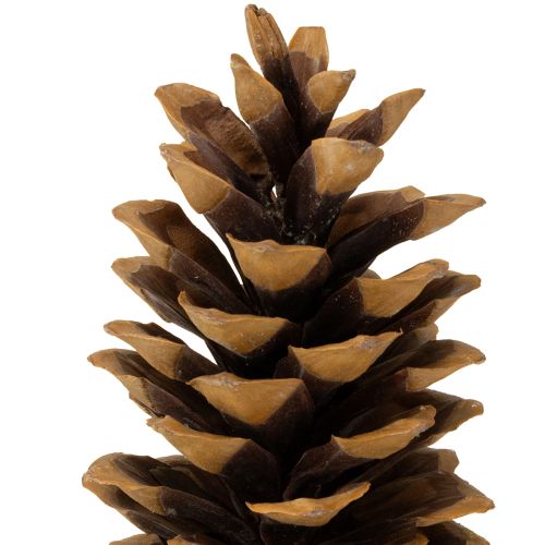 Product Sugar pine cones natural 20-25cm