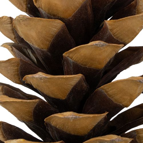 Product Sugar pine cones natural 20-25cm