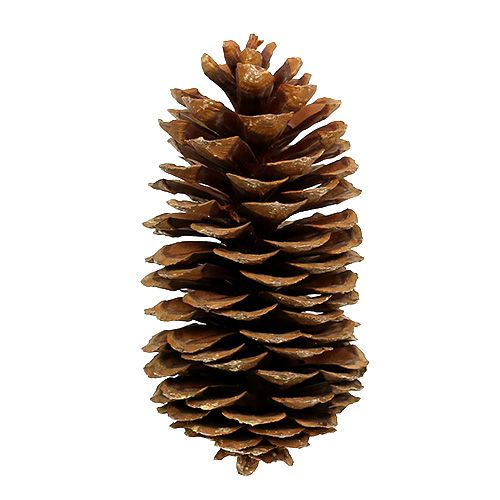 Floristik24 Sugar pine cones natural 20-25cm