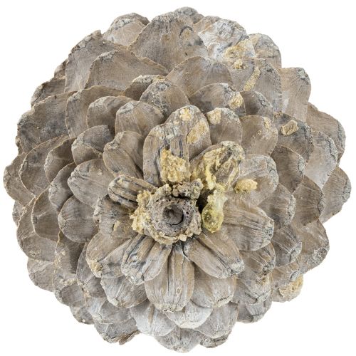 Product Sugar pine cones whitewashed 20cm - 30cm