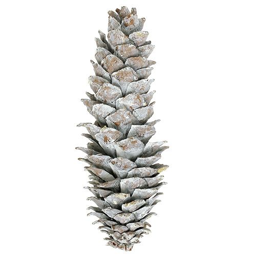 Sugar pine cones, whitewashed 20cm - 30cm