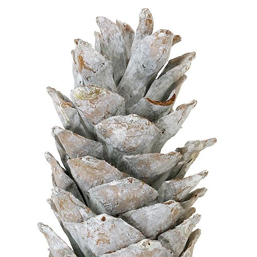 Floristik24 Sugar pine cones, whitewashed 20cm - 30cm