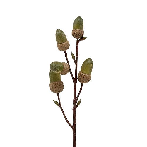 Floristik24 Branch with acorn brown, green L30cm