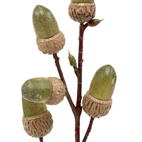 Floristik24 Branch with acorn brown, green L30cm