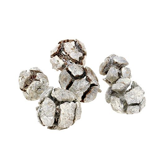 Floristik24 Cypress cones 3cm white washed 500g