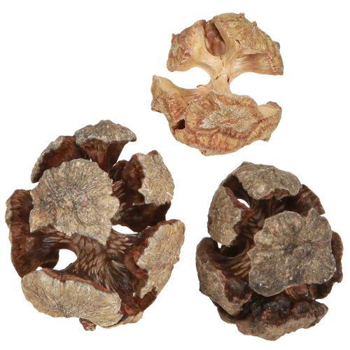 Product Cypress cones decoration natural cypress cones 2-4cm 250g