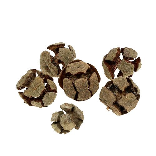 Floristik24 Cypress cones nature 3cm 500g