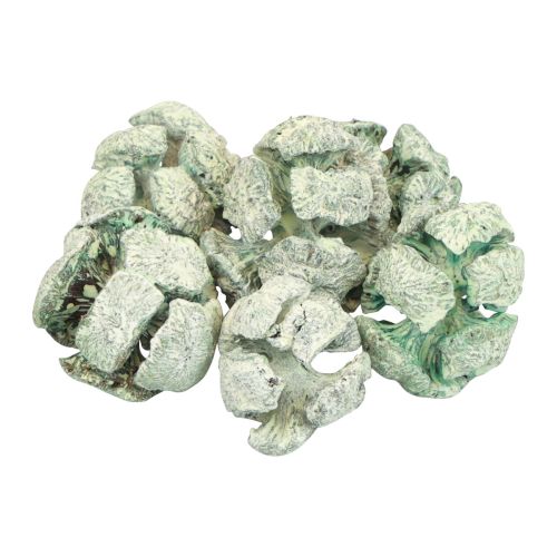 Floristik24 Cypress Cones Frosted Natural Decoration 3cm Green 500g