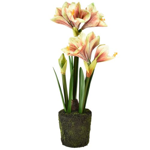 Floristik24 Amaryllis in moss ball artificial with pink-yellow patterned flowers – 45 cm – Exotic and stylish decoration