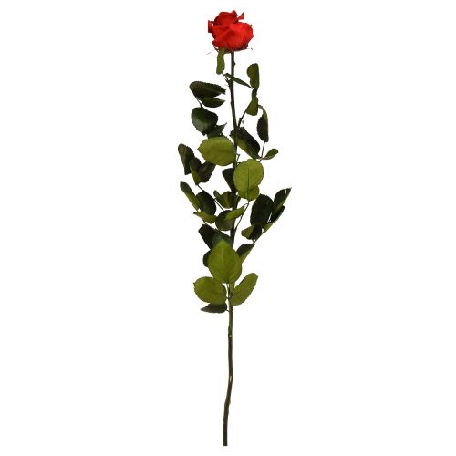 Floristik24 Infinity Rose with Leaves Preserved Amorosa Red L54cm